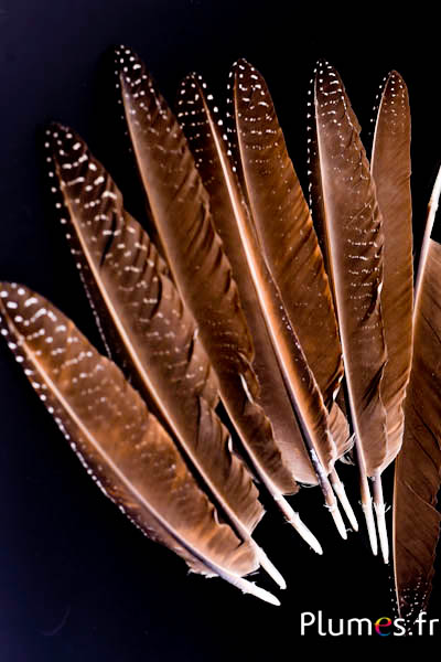 Pintade aile - 24-28 cm - naturel